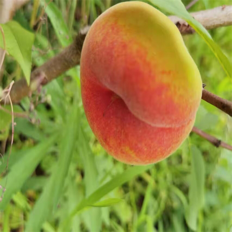 rosquilla de melocotón